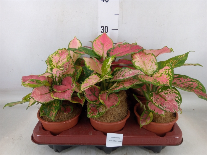 <h4>Aglaonema   ...</h4>
