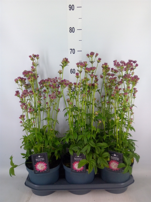 <h4>Astrantia major 'Star of Beauty'</h4>