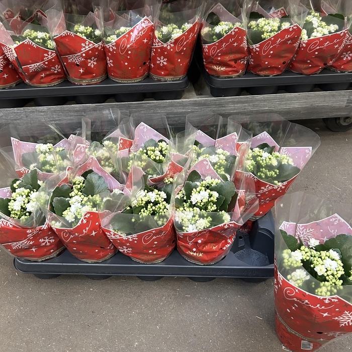 <h4>!! PROMO !! KALAN CALAN WHITE PERFECTA P12</h4>