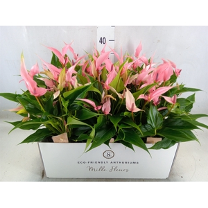 Anthurium andr. 'Lilli'