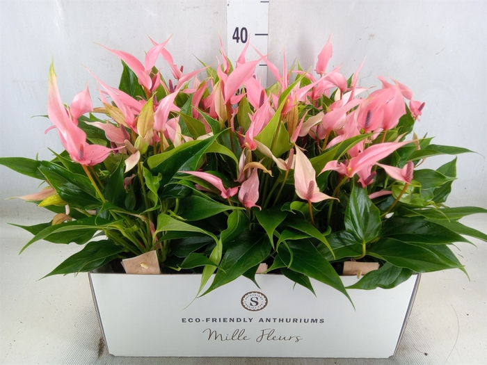 <h4>Anthurium andr. 'Lilli'</h4>
