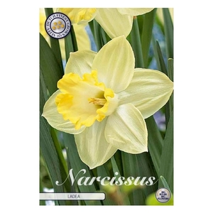 Narcissus Trumpet Ladea x5 14/16