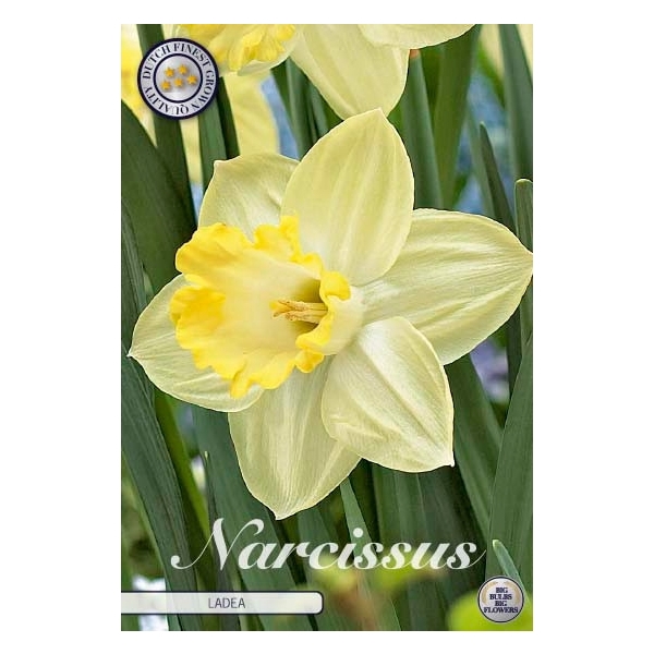 <h4>Narcissus Trumpet Ladea x5 14/16</h4>