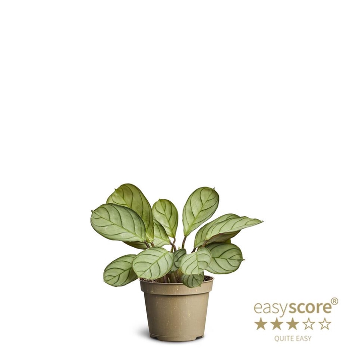 <h4>CALATHEA SPECIES</h4>