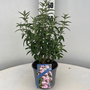 Caryopteris