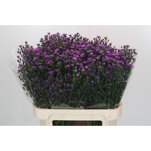Aster Baby Pink
