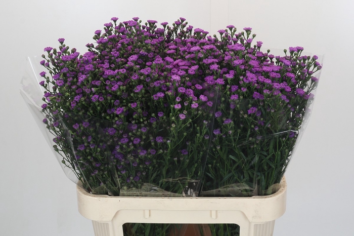 <h4>Aster Baby Pink</h4>