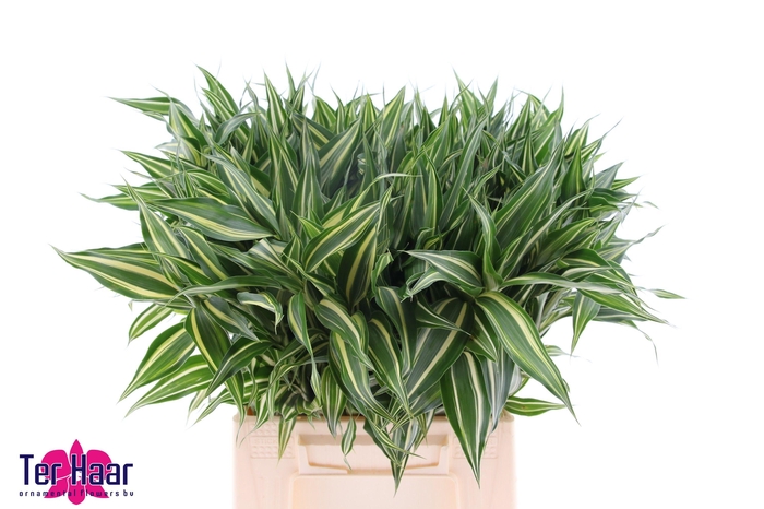 <h4>DRAC SAN GOLD</h4>