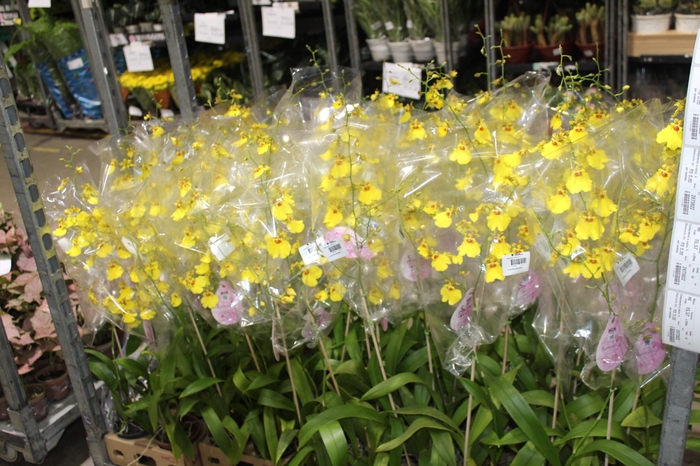<h4>ONCIDIUM ALOHA P10</h4>