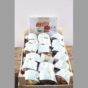 Hipp Dry Bulb White In Wooden Crate