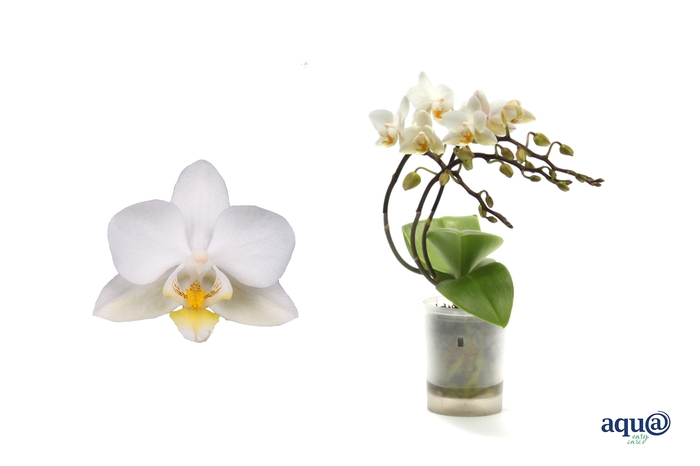<h4>Phal Tiny Dolls Wild Wit 3/4T18+ Aqu@</h4>