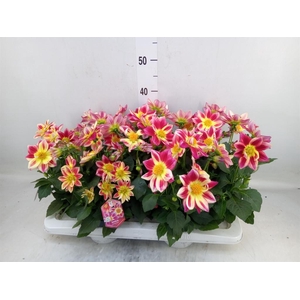 Dahlia  'Summerbees Red Bicolor'