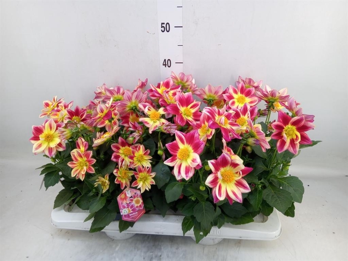 <h4>Dahlia  'Summerbees Red Bicolor'</h4>