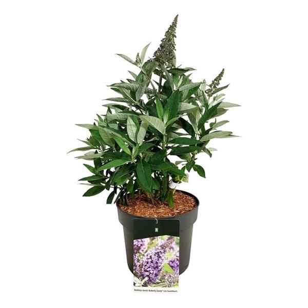 <h4>Buddleja d. B. Candy Lila Sweeth.</h4>