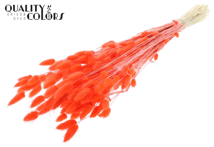<h4>Lagurus Premium per bunch Intense Coral</h4>