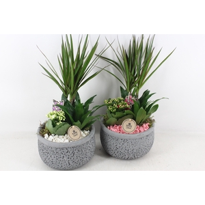 arr2 PL - Ker. barok dracena - roze/wit