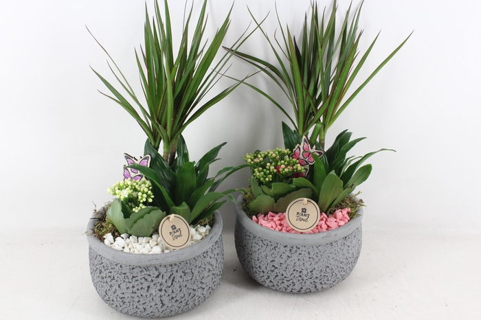 <h4>arr2 PL - Ker. barok dracena - roze/wit</h4>