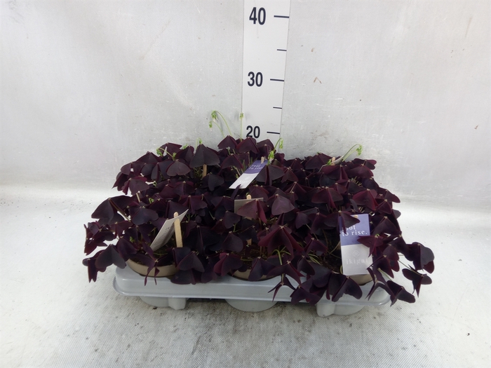 Oxalis trian.