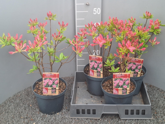 <h4>RHOD MO GEM</h4>