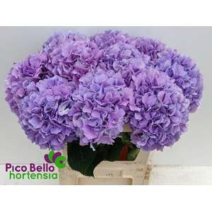 Hydrangea royal benefit