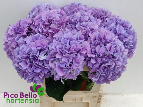<h4>Hydrangea royal benefit</h4>