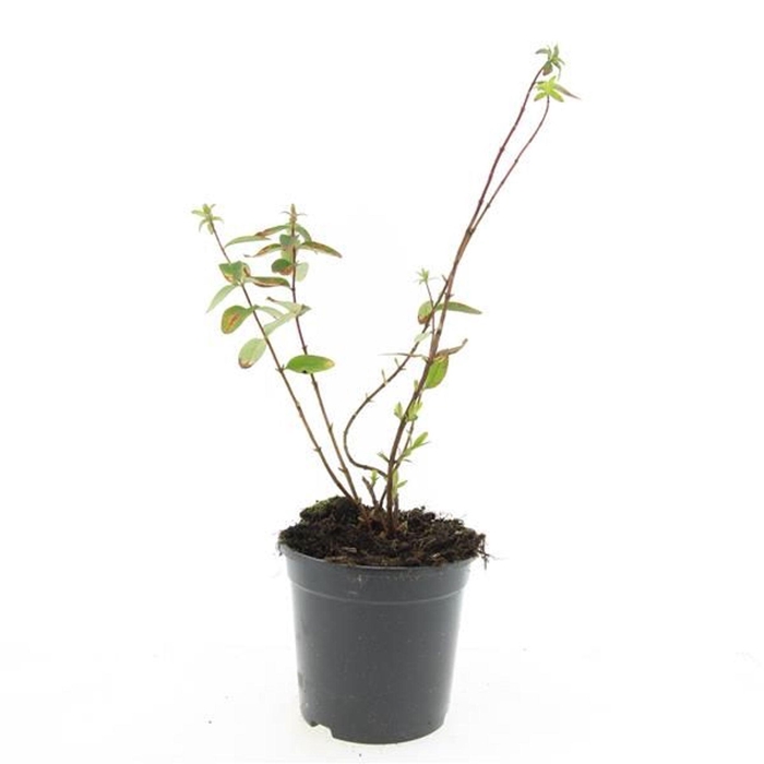 Hypericum