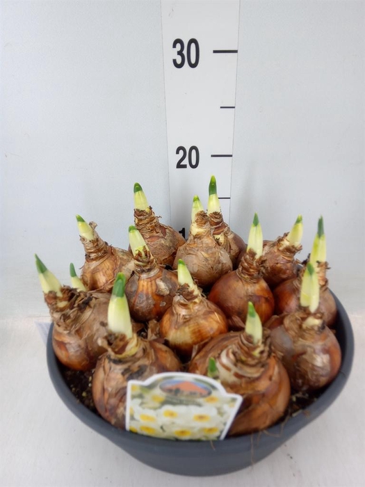 <h4>Narcissus   ...</h4>