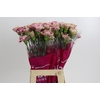 Dianthus St Antigua