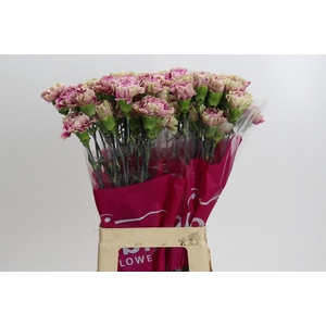 Dianthus St Antiqua