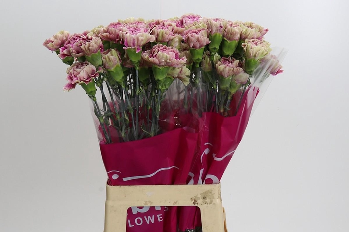 <h4>Dianthus St Antigua</h4>