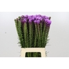 Liatris Spicata