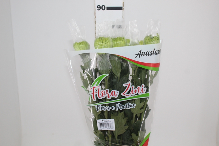 <h4>ANASTASIA DARK GREEN 080 CM VERDE</h4>