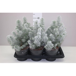 Pinus Silver Crest Snow
