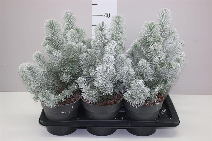 <h4>Pinus Silver Crest Snow</h4>