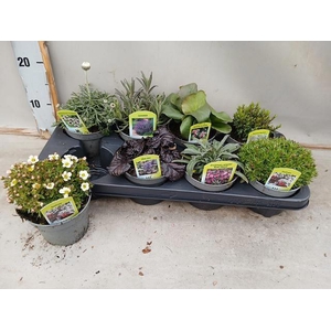 VASTE PLANT GEM 6 SO