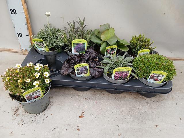 <h4>VASTE PLANT GEM 6 SO</h4>