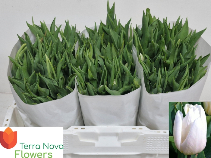 <h4>TU EN WHITE PRINCE</h4>