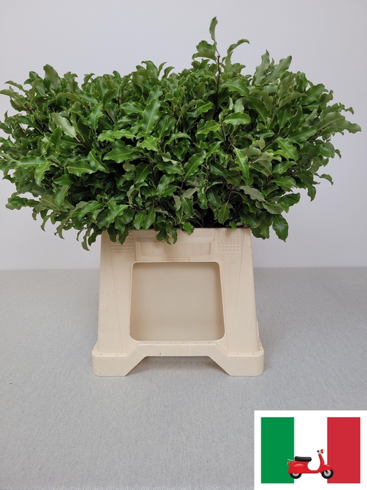 <h4>PITTOSPORUM PB TENUIFOLIUM</h4>