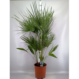 Chamaerops humilis