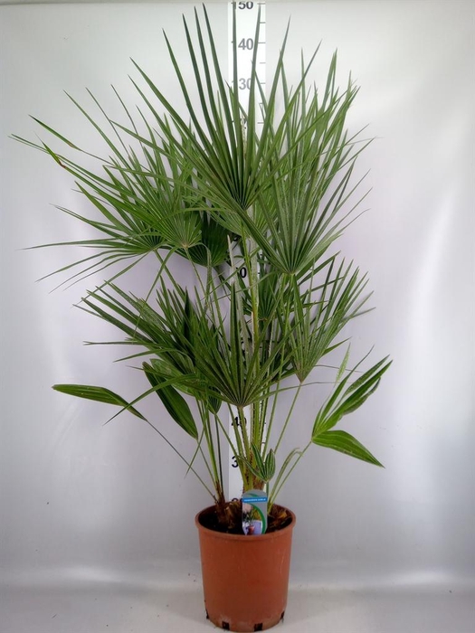 <h4>Chamaerops humilis</h4>