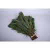 Pinus Strobus Bunch Short