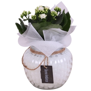 Yearround Arr. Indoor Glass Round relief Glass Ø15cm 1PP