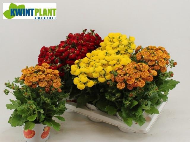 <h4>CALC CAL GEM</h4>