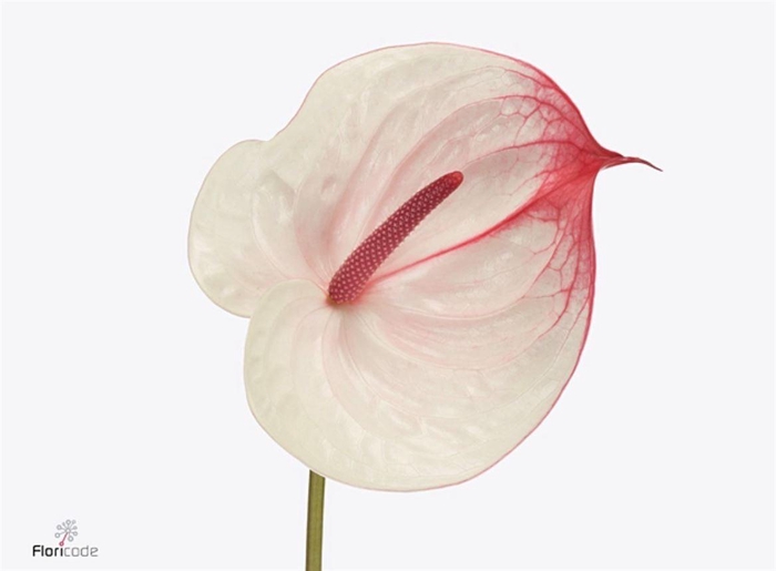 <h4>Anth A Cumbia</h4>