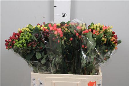 <h4>Hyp Mag Gem</h4>