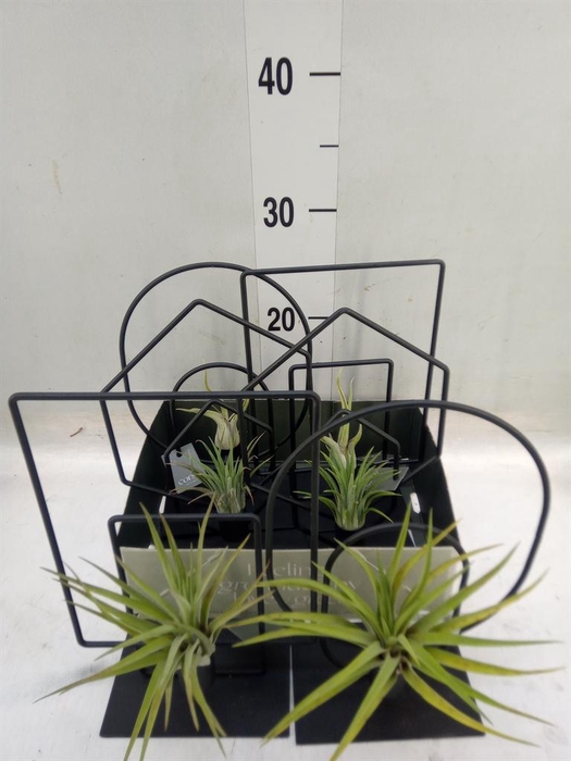 <h4>Arr. Tillandsia L%</h4>