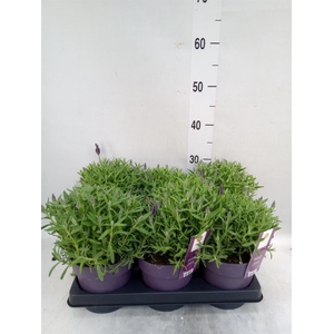 Lavandula stoec. 'Anouk'