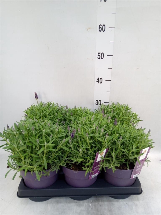 <h4>Lavandula stoec. 'Anouk'</h4>