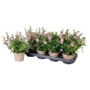 Angelonia Serena Lavender