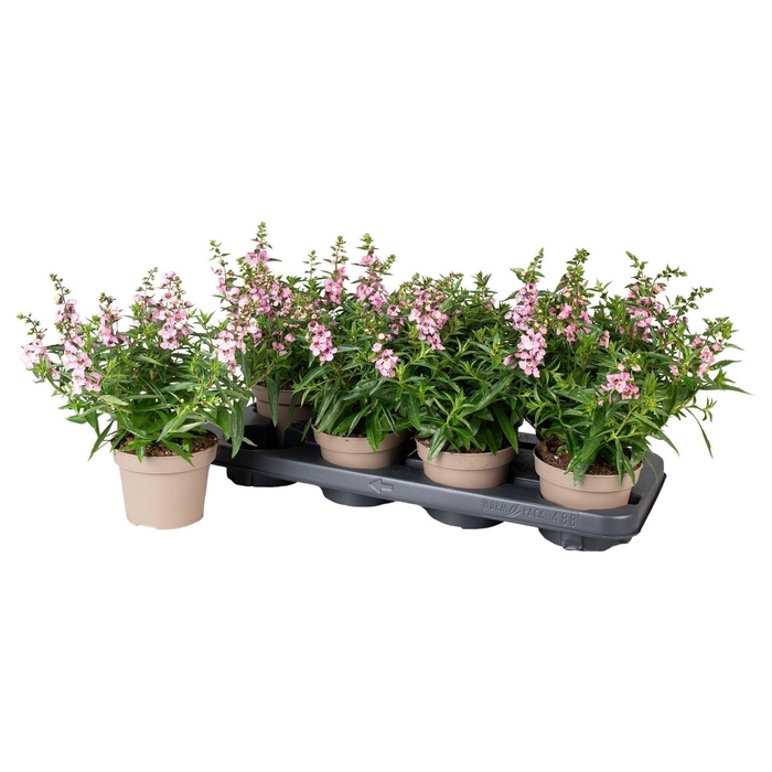 <h4>Angelonia Serena Lavender</h4>